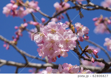 狭山公園の河津桜 咲き始め 狭山公園の河津桜 咲き始め 62806827
