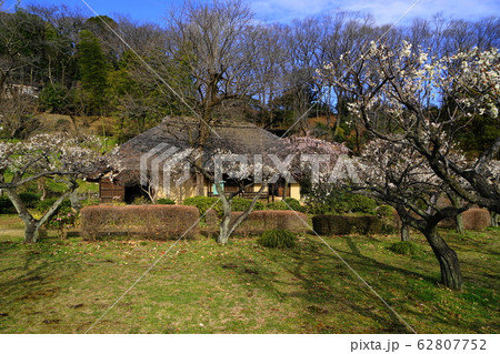 2月　町田100梅林と茅葺き屋根の民家･薬師池公園 62807752