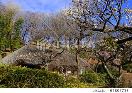 2月　町田99梅林と茅葺き屋根の民家･薬師池公園 62807753