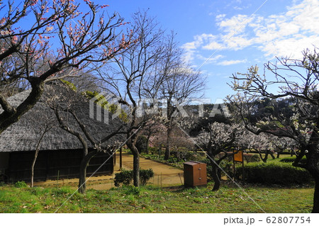 2月　町田98梅林と茅葺き屋根の民家･薬師池公園 62807754