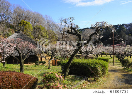2月　町田97梅林と茅葺き屋根の民家･薬師池公園 62807755