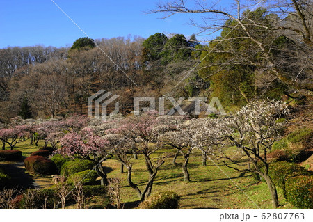 2月　町田89梅林･薬師池公園 62807763