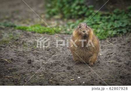 close up of desert rat eating looking surprised in 62807928