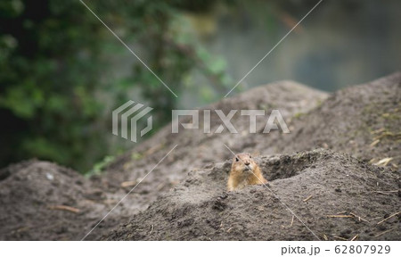 close up of desert rat eating looking surprised in close up of desert rat eating looking surprised in 62807929