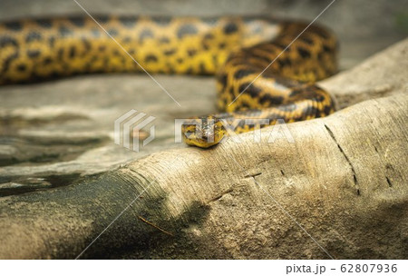 Rattlesnake coiled up in front of an old dead tree Rattlesnake coiled up in front of an old dead tree 62807936