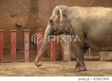 Young elephants play together happy on the ground 62807969