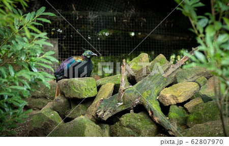 bird in its natural environment of forest trees 62807970