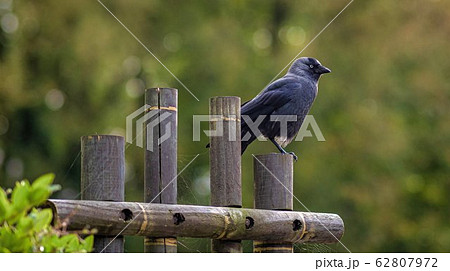 bird in its natural environment of forest trees 62807972