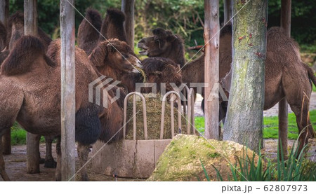 camels eat a mountain of hay under a roof at the 62807973
