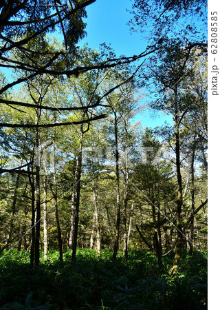 上高地　自然散策路の風景 62808585