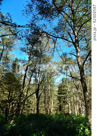 上高地　自然散策路の風景 62808587