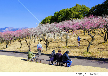 紅白梅の森 紅白梅の森 62808588