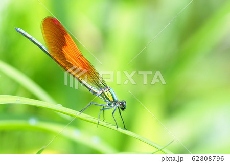 カワトンボ（褐色翅型・オス） 62808796