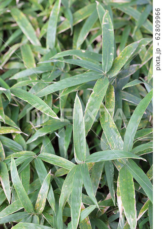 コクマザサの葉 コクマザサの葉 62809966