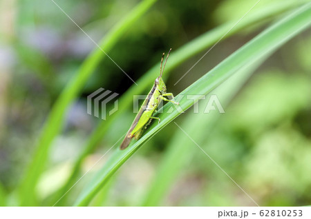 ハネナガイナゴ 62810253