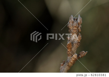 自然　植物　アカメガシワ、芽吹いた若葉は鮮やかな赤色ですが冬芽は灰色のモンスター風 62810381