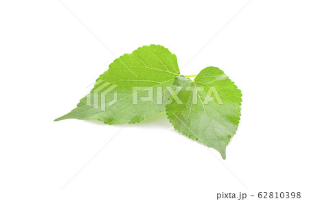 green leaf of mulberry an isolated on white green leaf of mulberry an isolated on white 62810398