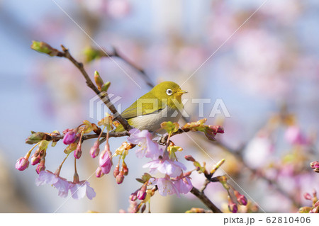 河津桜とメジロ 河津桜とメジロ 62810406