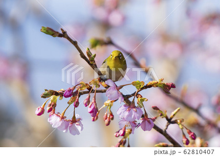 河津桜とメジロ 河津桜とメジロ 62810407