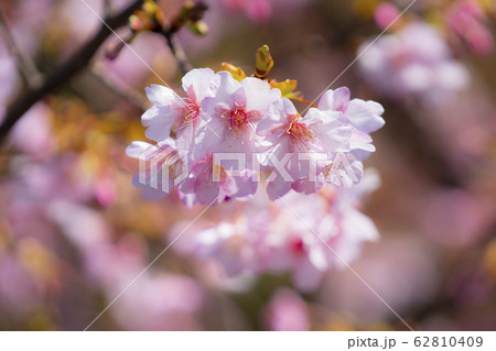 河津桜 河津桜 62810409
