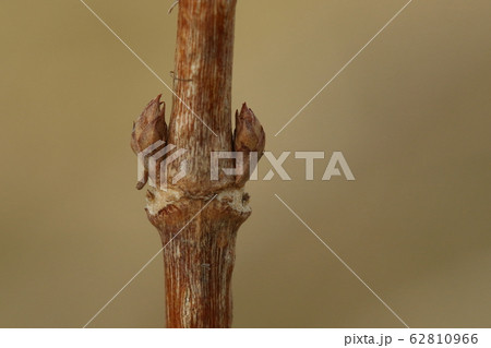 自然　植物　タニウツギ、冬芽と葉痕。やや膨らみ加減の二月中旬の冬芽です 62810966