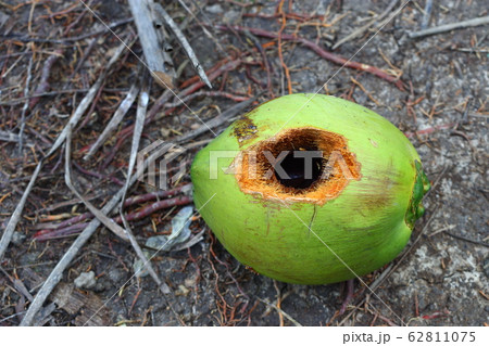 Fresh Coconut fruit with small round hole made by Fresh Coconut fruit with small round hole made by 62811075