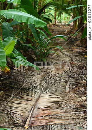 Dried coconut leaves on walkway garden and 62811077