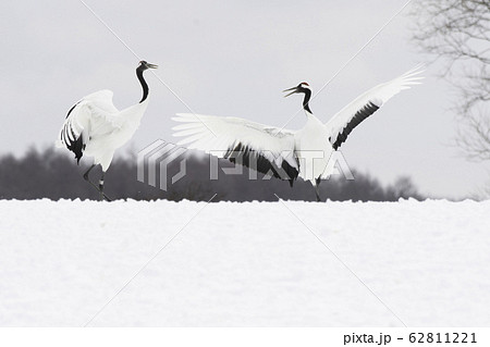 タンチョウのダンス　鶴居村 62811221