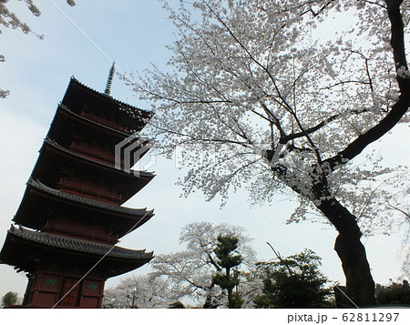池上本門寺、五重塔（桜の頃） 62811297