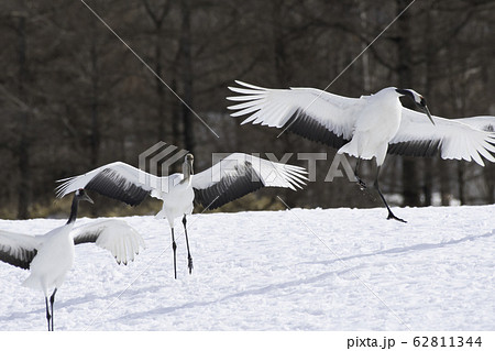 タンチョウの着地　鶴居村 62811344