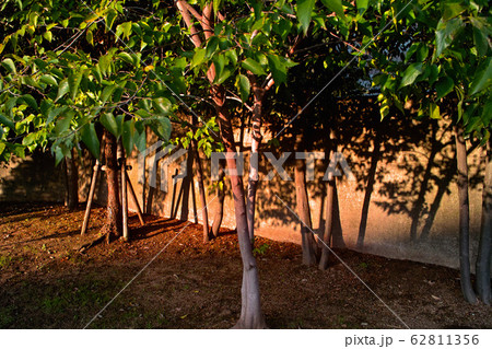 素材　木の陰 62811356