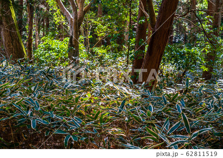 森のクマザサ 62811519