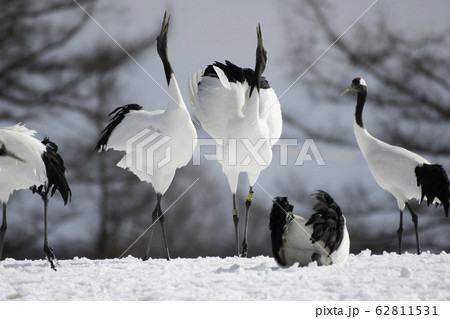 タンチョウの鳴き交し 鶴居村 タンチョウの鳴き交し 鶴居村 62811531