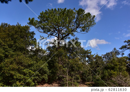 世界遺産・百舌鳥古市古墳群・仁徳陵 62811630
