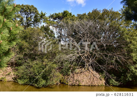 世界遺産・百舌鳥古市古墳群・仁徳陵 62811631