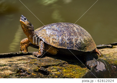 River Turtle at Tortuguero - Costa Rica 62812024
