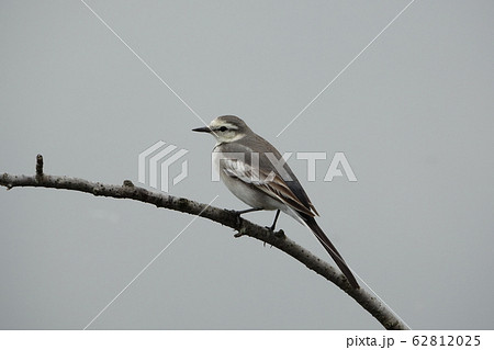 セキレイ　（鶺鴒） 62812025