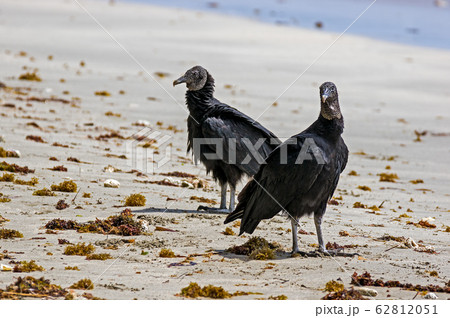 Black vultures on the beach - Costa Rica 62812051