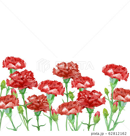 赤いカーネーションの花畑の水彩画のイラスト素材 [62812162