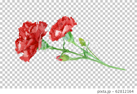 red carnation watercolor 62812164