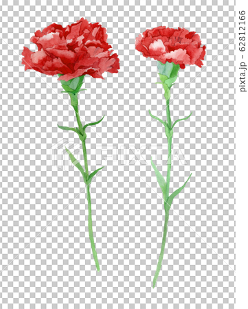 カーネーション水彩画のイラスト素材 [62812166] - PIXTA