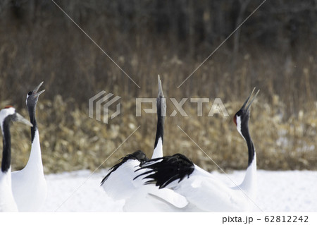 タンチョウの鳴き交し 鶴居村 タンチョウの鳴き交し 鶴居村 62812242