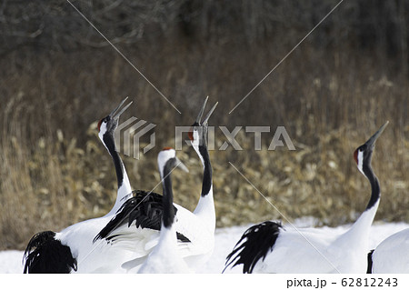 タンチョウの鳴き交し　鶴居村 62812243