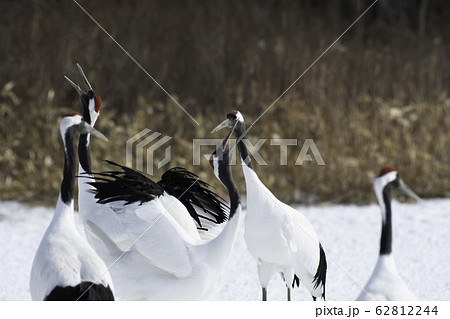 タンチョウの鳴き交し　鶴居村 62812244