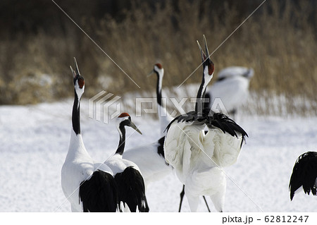タンチョウの鳴き交し　鶴居村 62812247