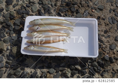 魚釣り スライドまな板に並ぶキス 魚釣り スライドまな板に並ぶキス 62812585
