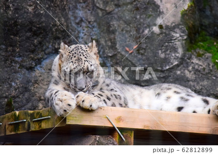 ユキヒョウ 62812899
