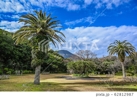 八丈島　植物公園　ビロウ広場と八丈富士 62812987