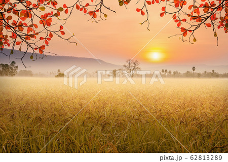 Beautiful morning fog in the rice fields. Beautiful morning fog in the rice fields. 62813289