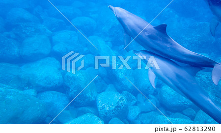 野生のイルカ　御蔵島 62813290